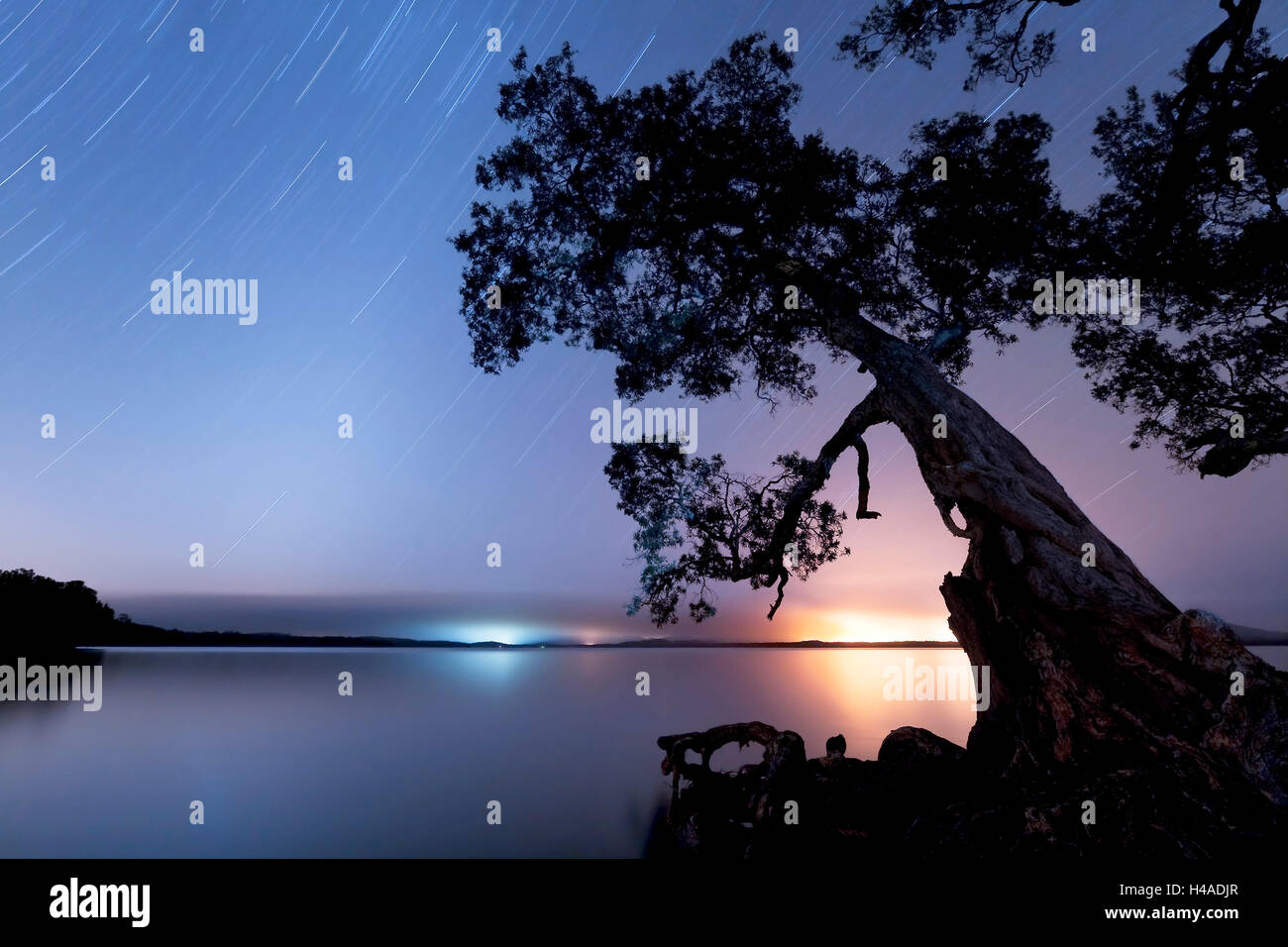 Australia, New South Wales, Myall Lakes National Park, tree Stock Photo