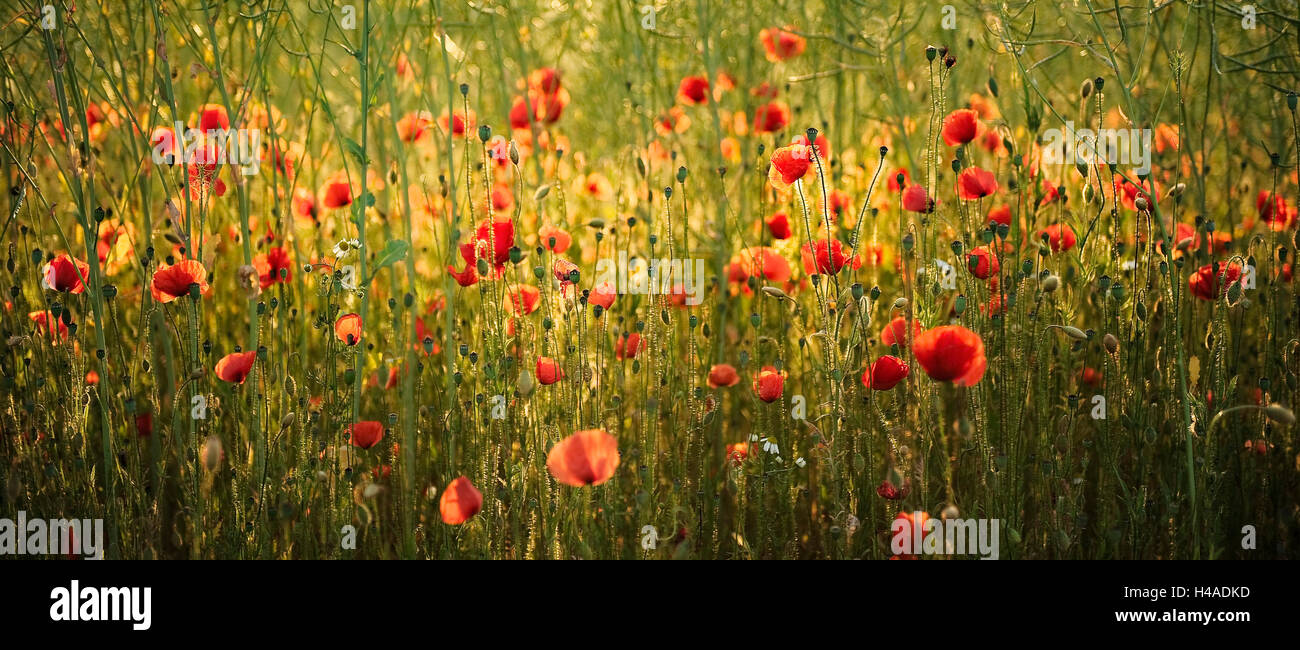 Germany, Bavaria, Swabia, Schwabmünchen, poppy field Stock Photo - Alamy