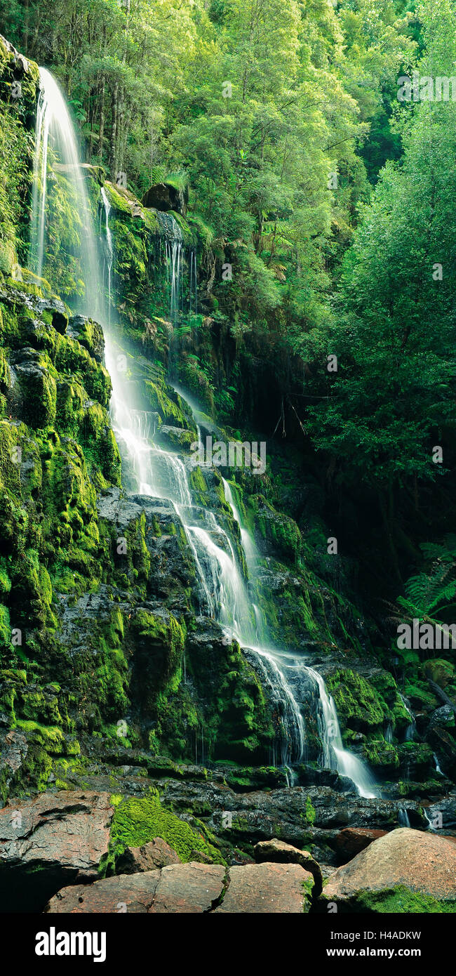 Australia, Tasmania, Nelson Falls, nature park, Stock Photo