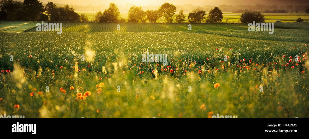 Germany, Bavaria, Swabia, poppy field, Stock Photo