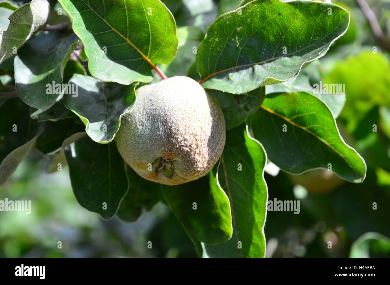 fruit tree, quince, fruit Stock Photo Alamy