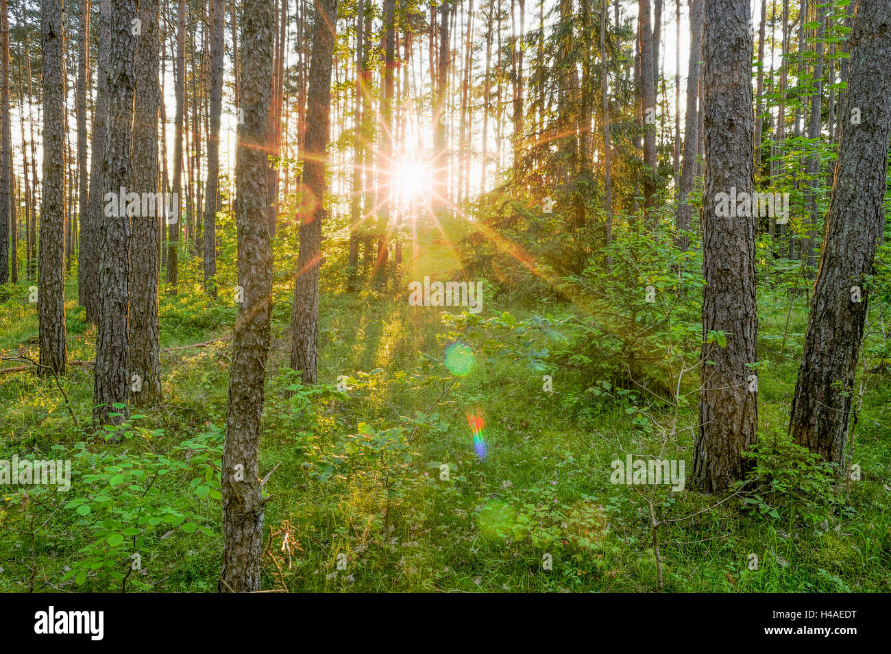 HDR scenery, landscape, pinewood, sundown, Stock Photo