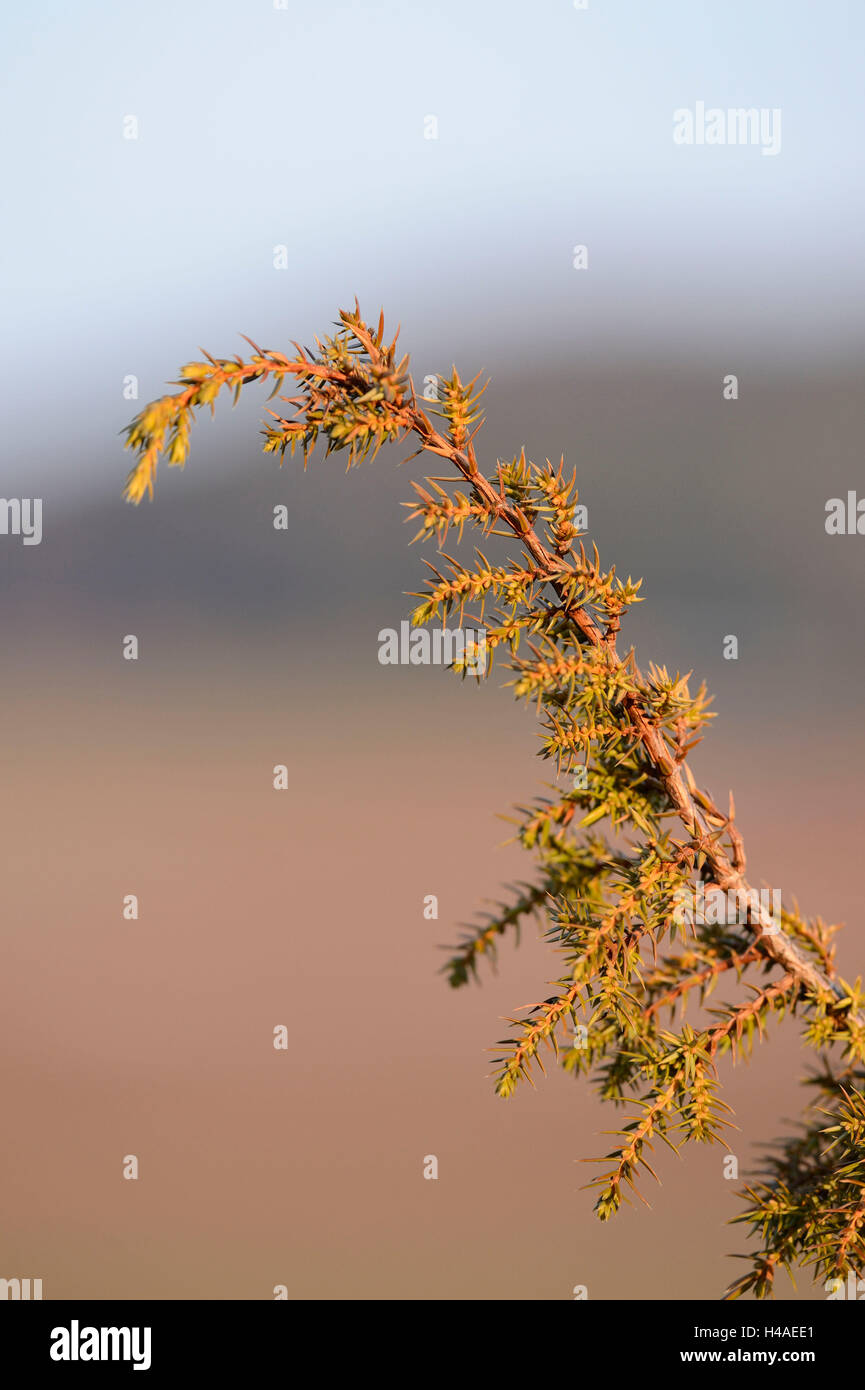 Common juniper, Juniperus communis, branch, Stock Photo