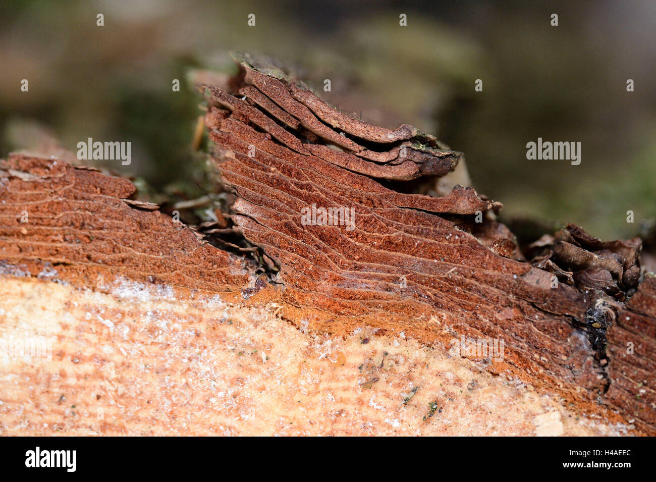 Scots pine, Pinus sylvestris, log, sawn, Stock Photo