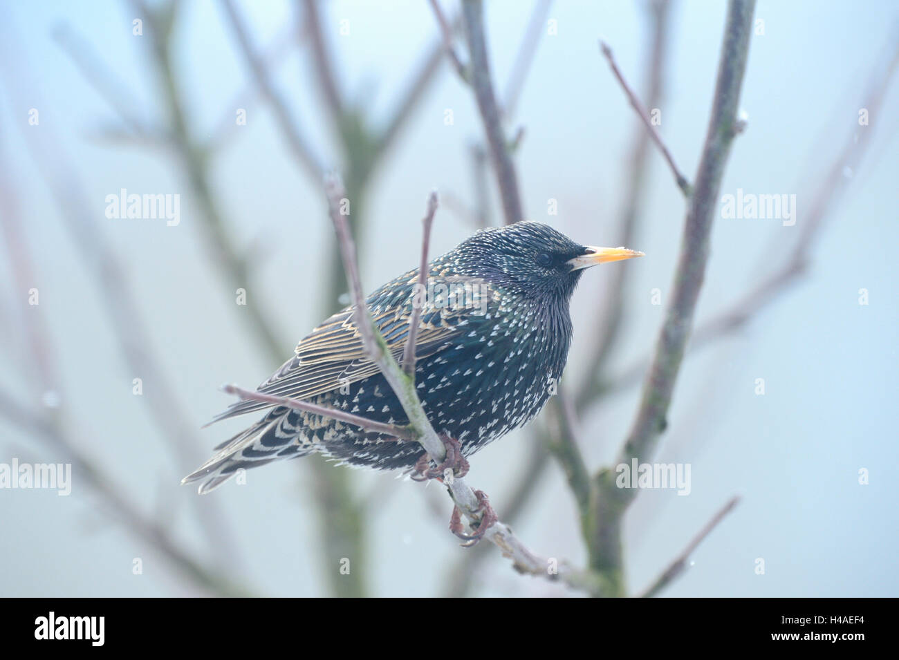 Starling, Sturnus vulgaris, branch, side view, sitting Stock Photo - Alamy