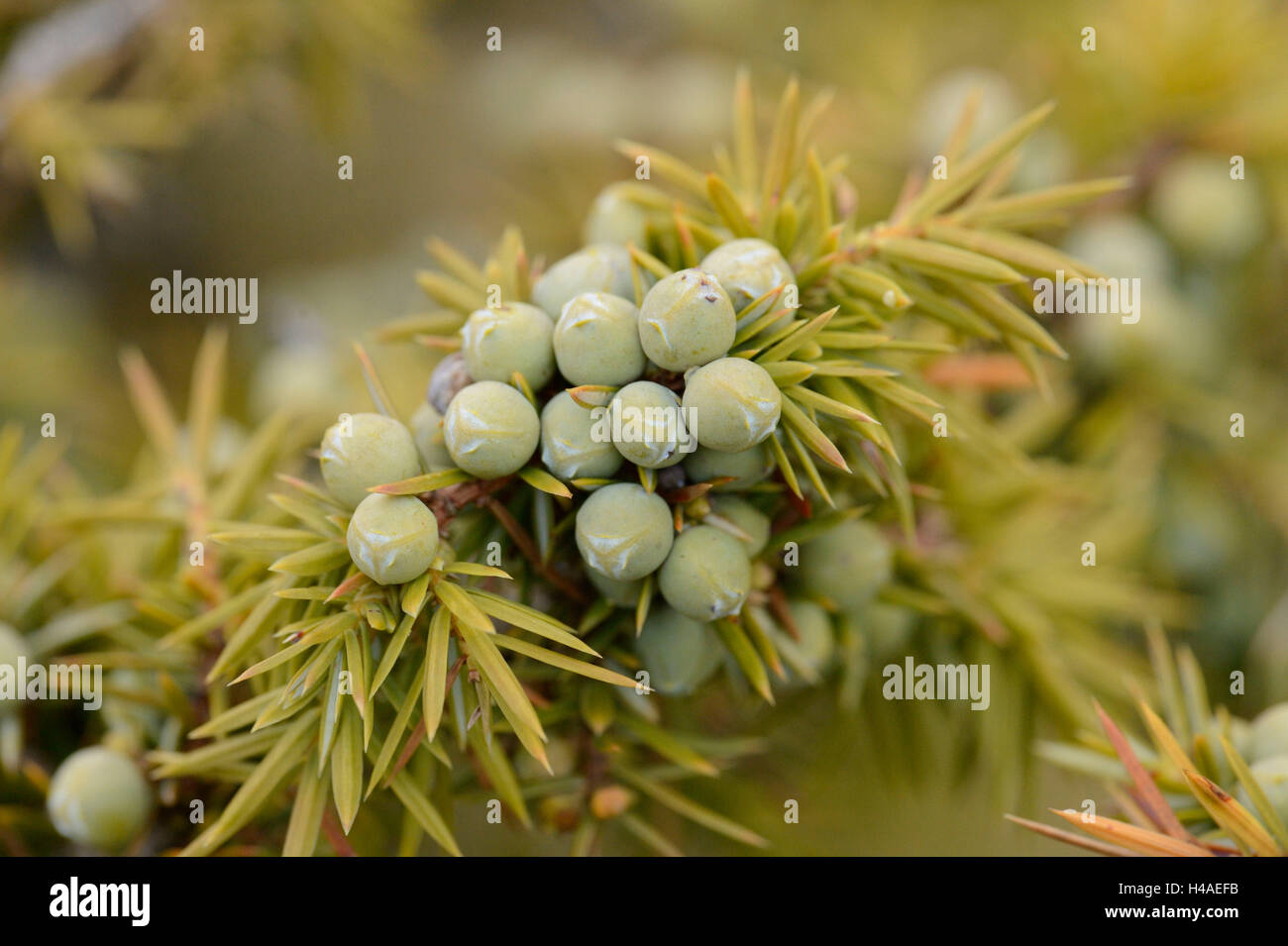 Common juniper, Juniperus communis, plugs, detail, Stock Photo