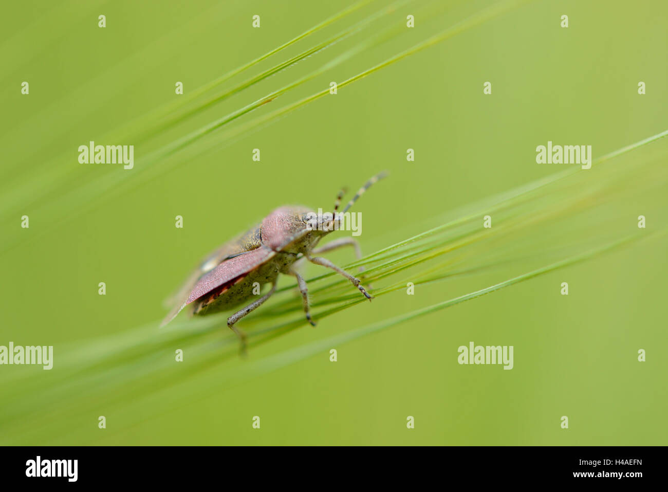 Squash bug, Coreus marginatus, blade of grass, side view, sitting, Stock Photo
