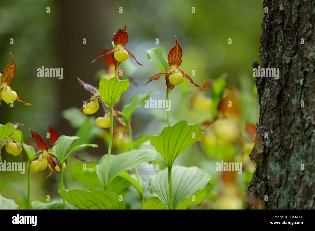 Calceolate Lady's-slipper orchid, Cypripedium calceolus, blossoms Stock Photo - Alamy
