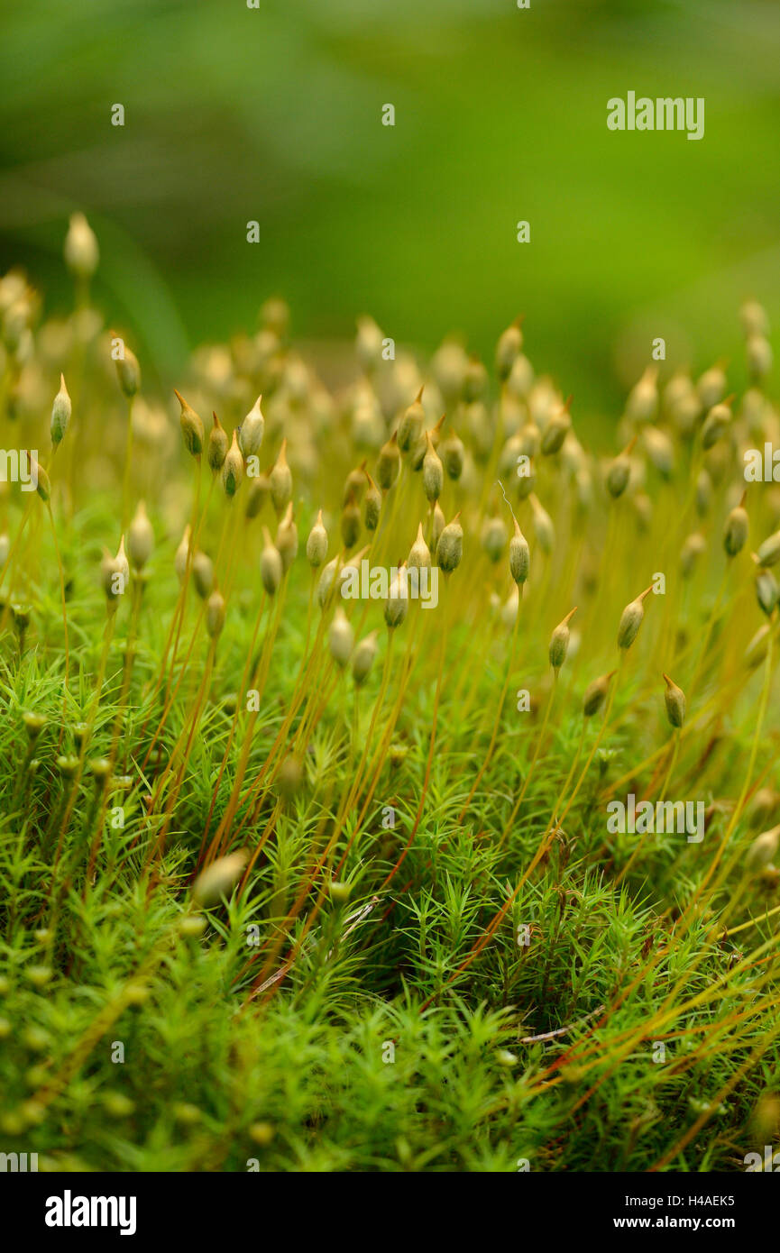 moss, Polytrichum, Polytrichastrum formosum, Stock Photo