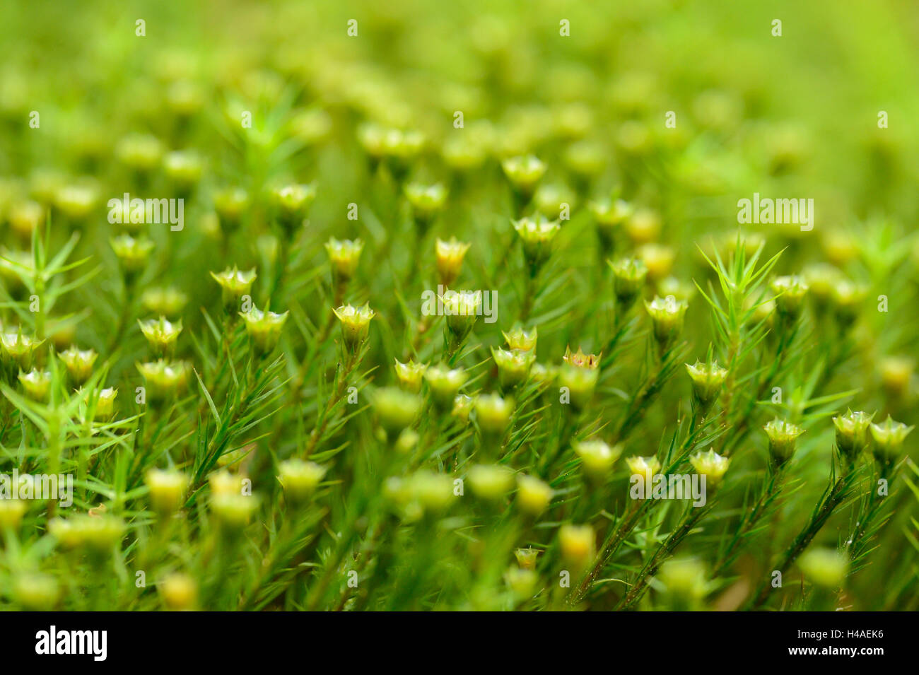 Stiff-leafy haircap moss, hair moss, Polytrichum strictum, Stock Photo