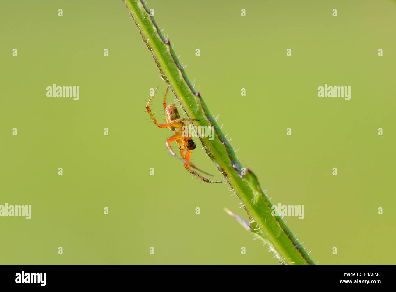 spider, Araneus sturmi, side view, close-up, Stock Photo