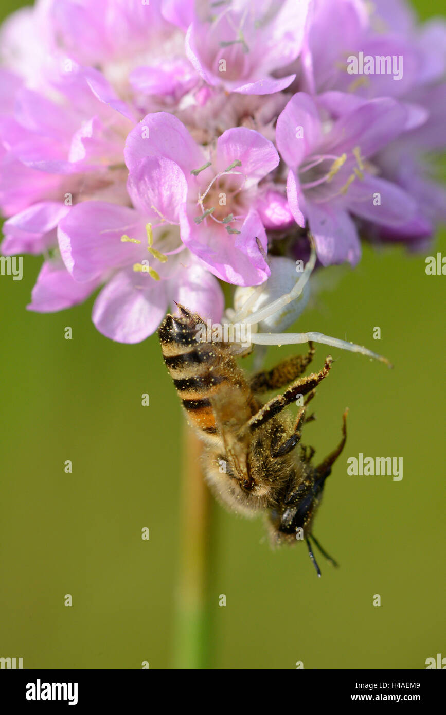 Crab spider, Thomisus onustus, eating, honey bee, Apis mellifera, Stock Photo