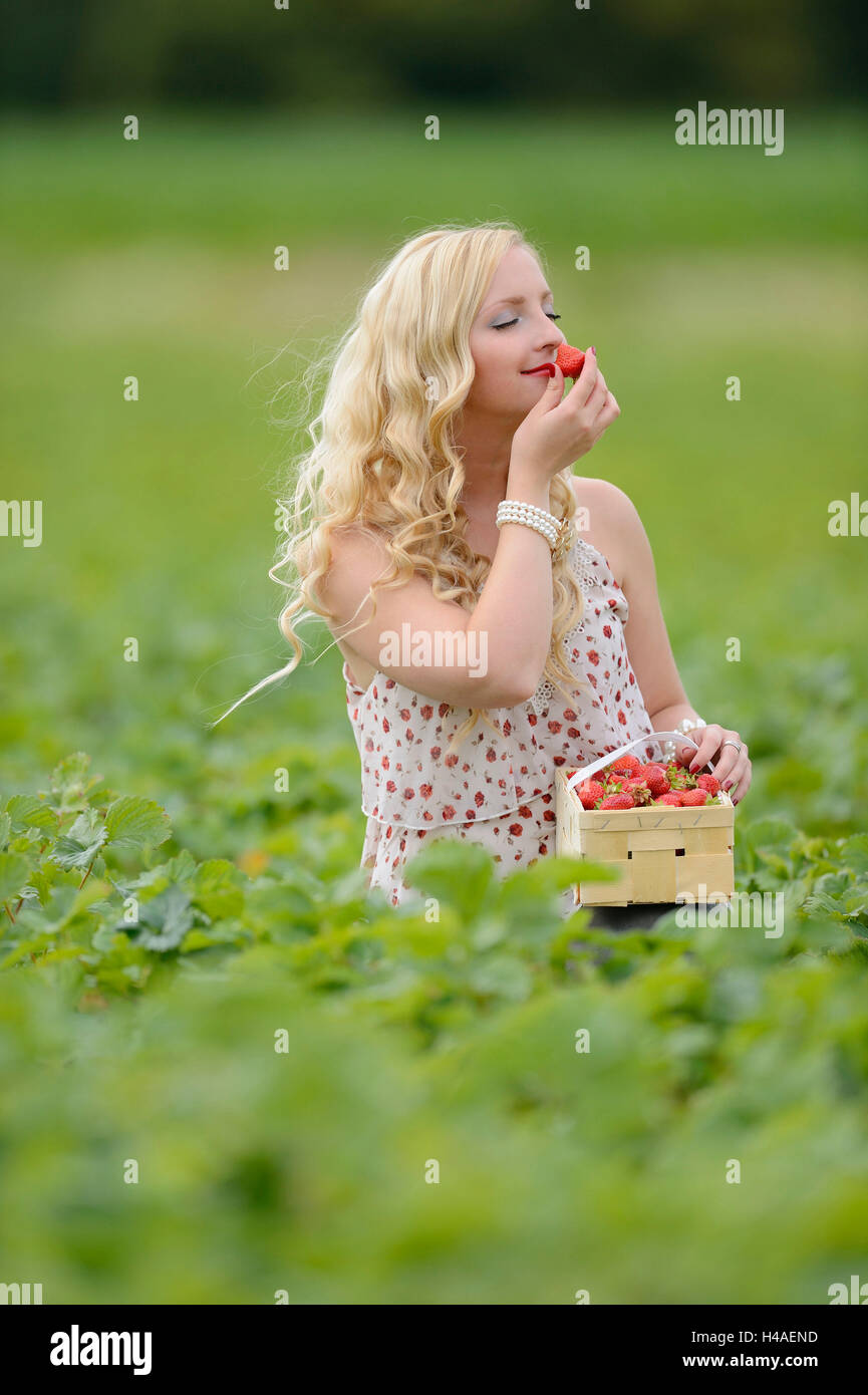 Young woman on a strawberry field, Stock Photo