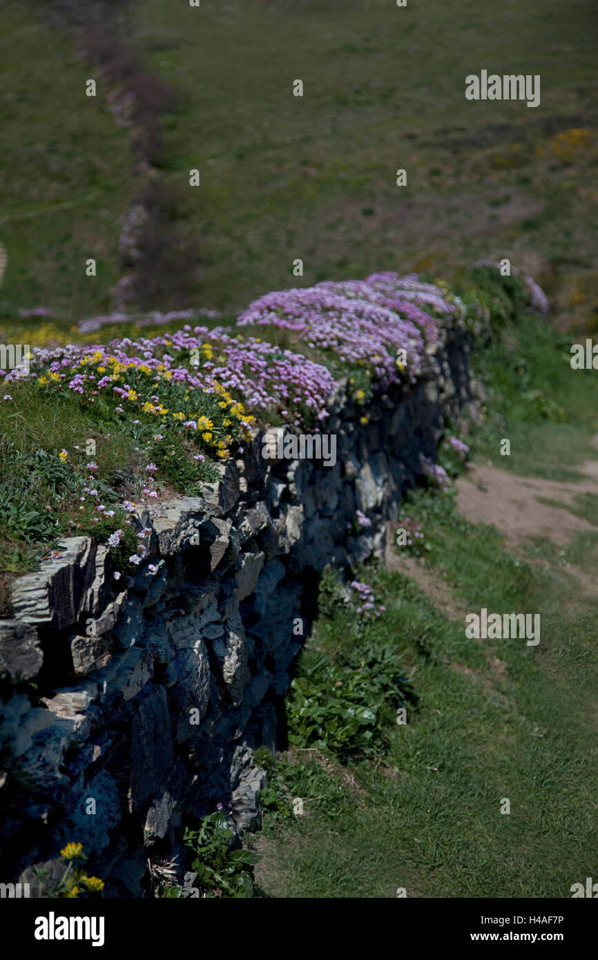 Wall with wild flowers in Cornwall, England Stock Photo - Alamy