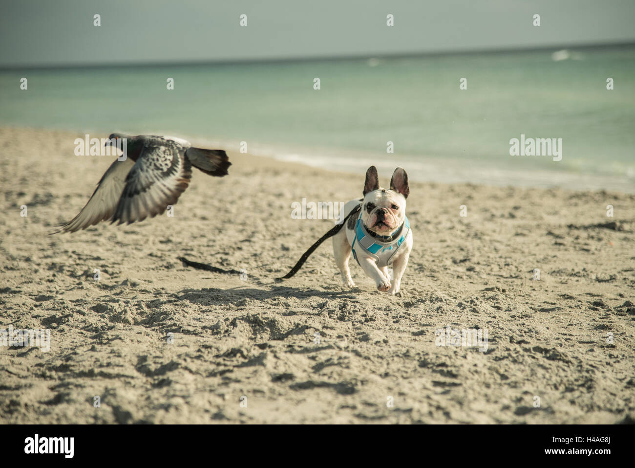 pigeon leash