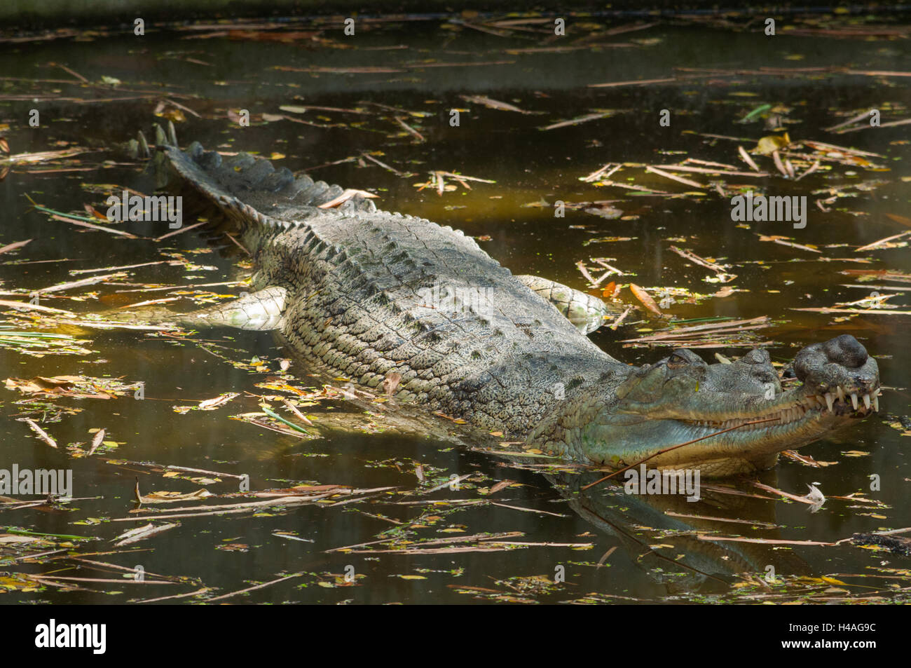 Gharial crocodile Stock Photo