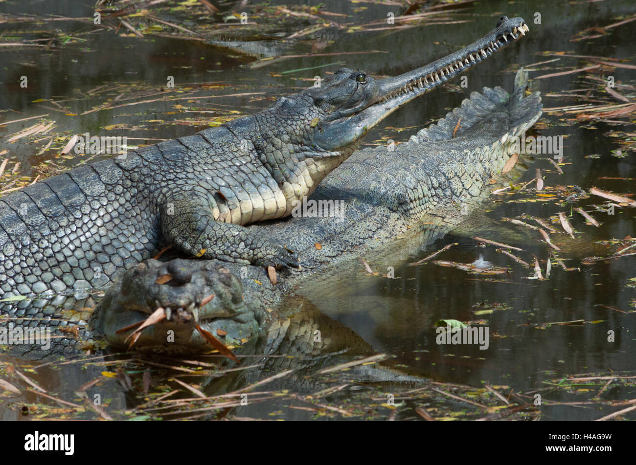 Gharial crocodile Stock Photo