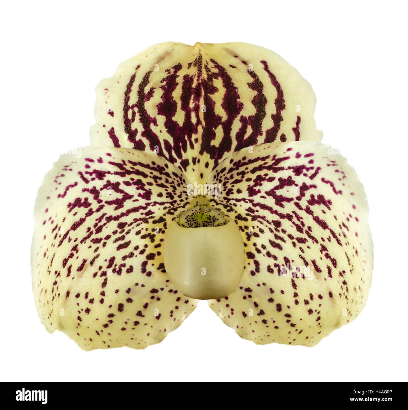 Orchid name ' Paphiopedilum godefroyae ' isolate on white background Stock Photo