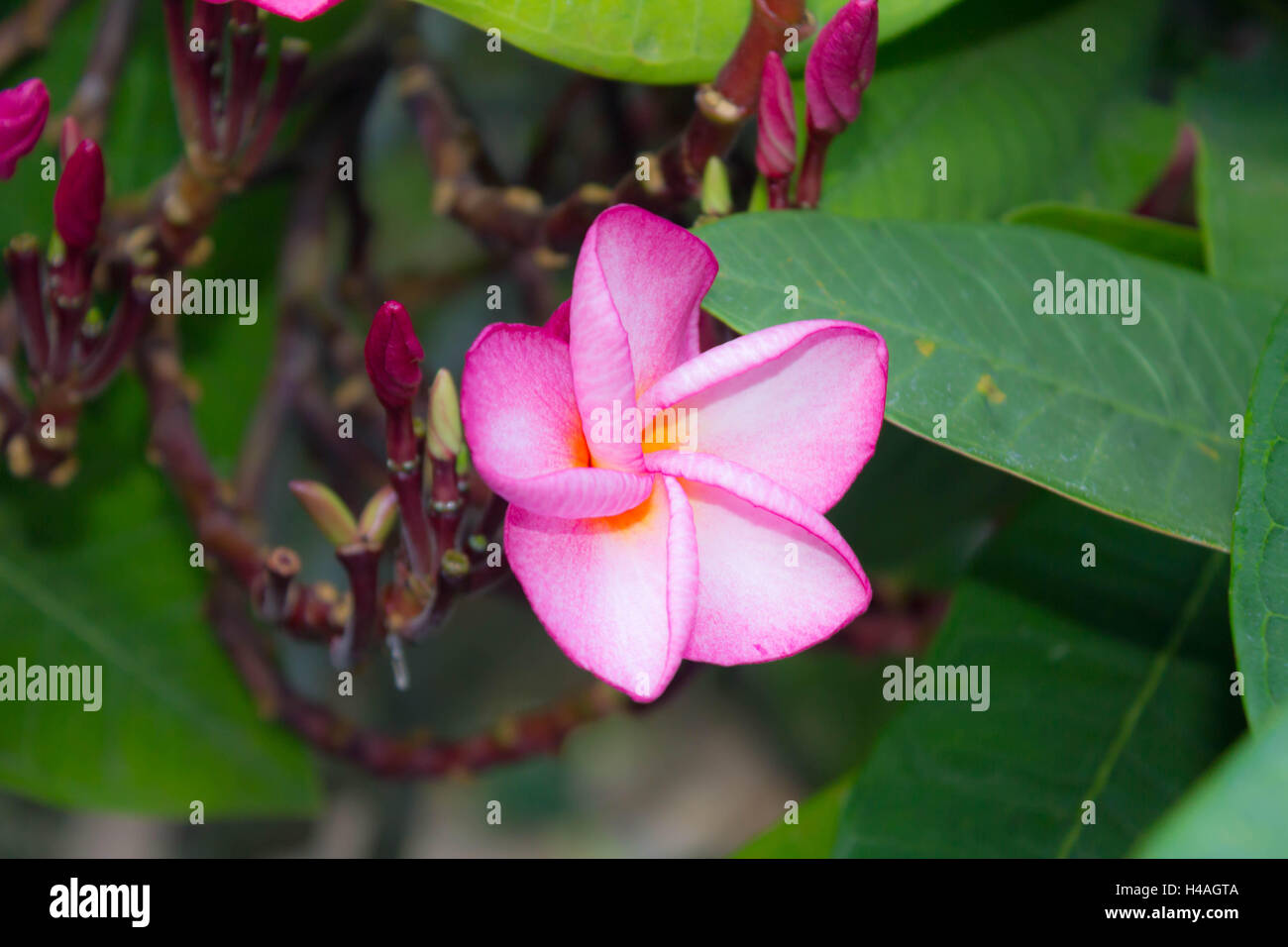 Pink frangipani flower on the three in the garden Stock Photo