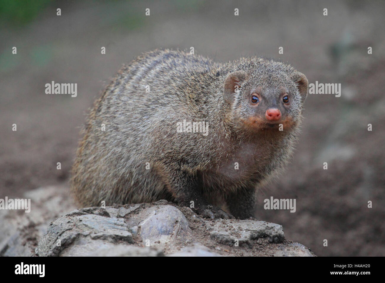 Banded mongoose, Mungos mungo Stock Photo