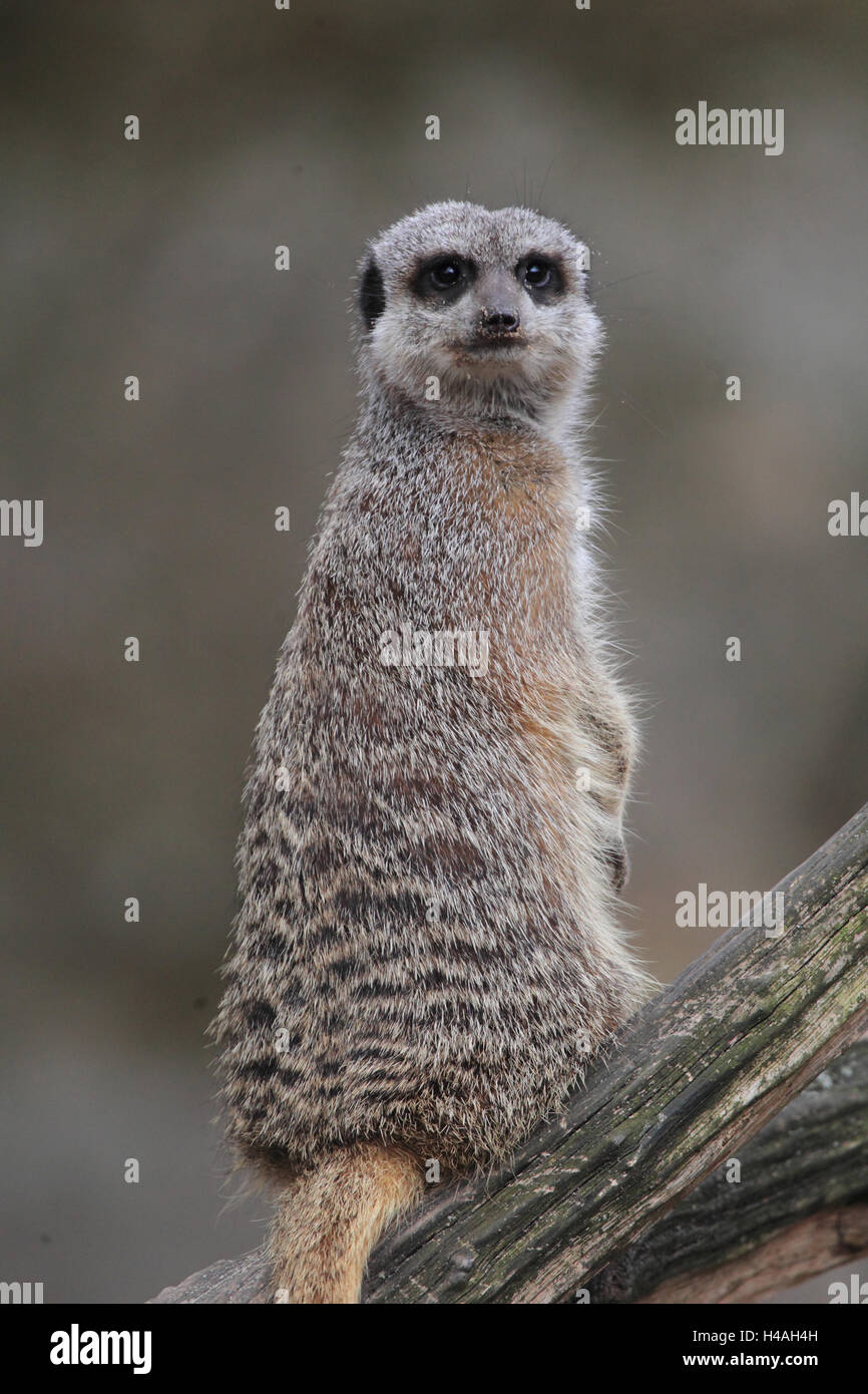 Meerkat, Suricata suricata Stock Photo