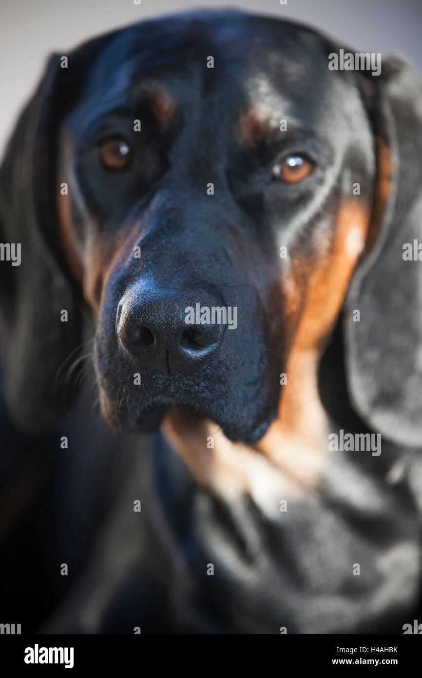 Portrait of a black dog head Stock Photo