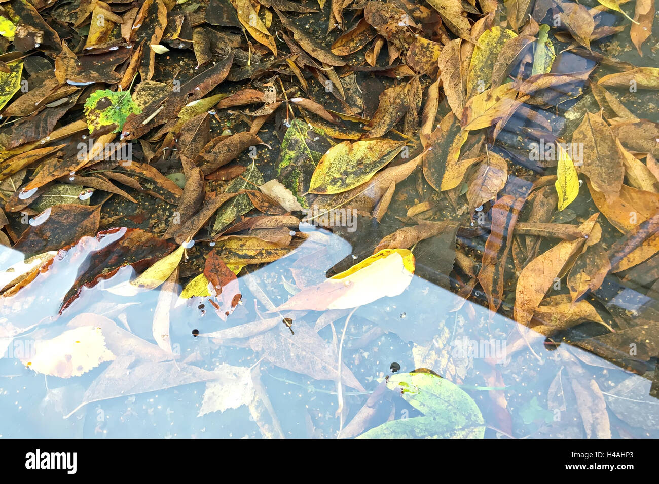 yellow fallen leaves in puddle with autumn blue sky reflection Stock Photo