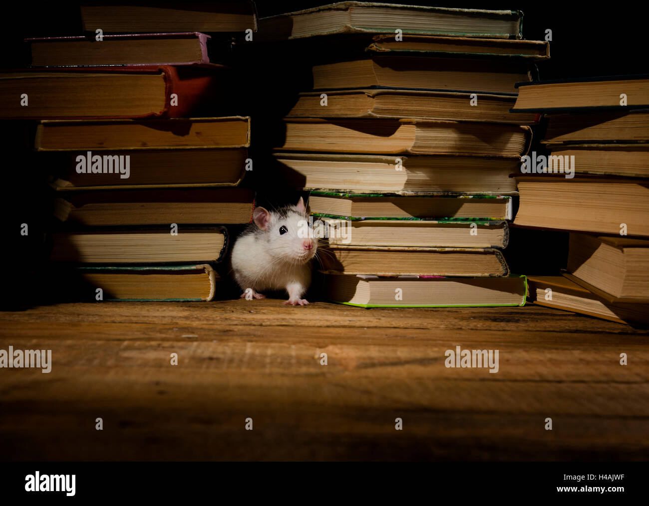 Decorative rat with old books in the library Stock Photo - Alamy