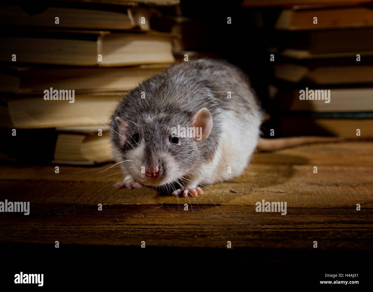 Decorative rat with old books in the library Stock Photo - Alamy