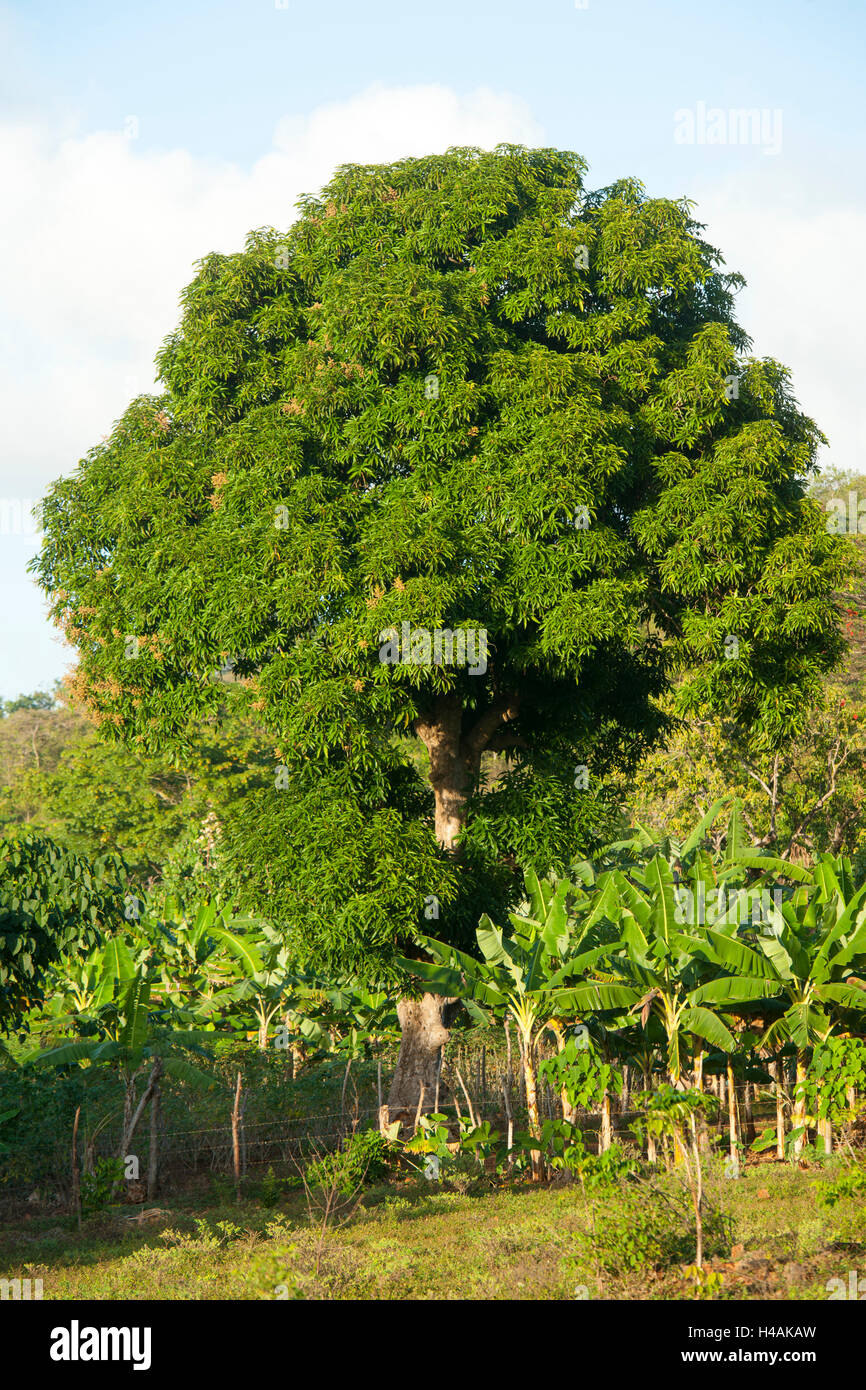 The Dominican Republic, peninsula Samana, batch Galeras, with the settlement Guazuma, banana plantation Stock Photo
