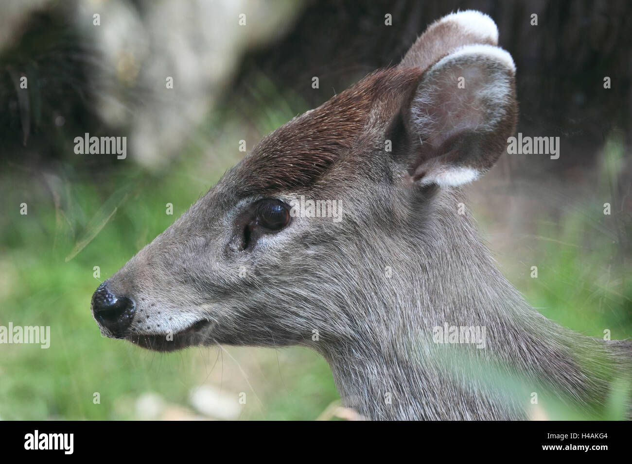 Shock hair deer, Stock Photo