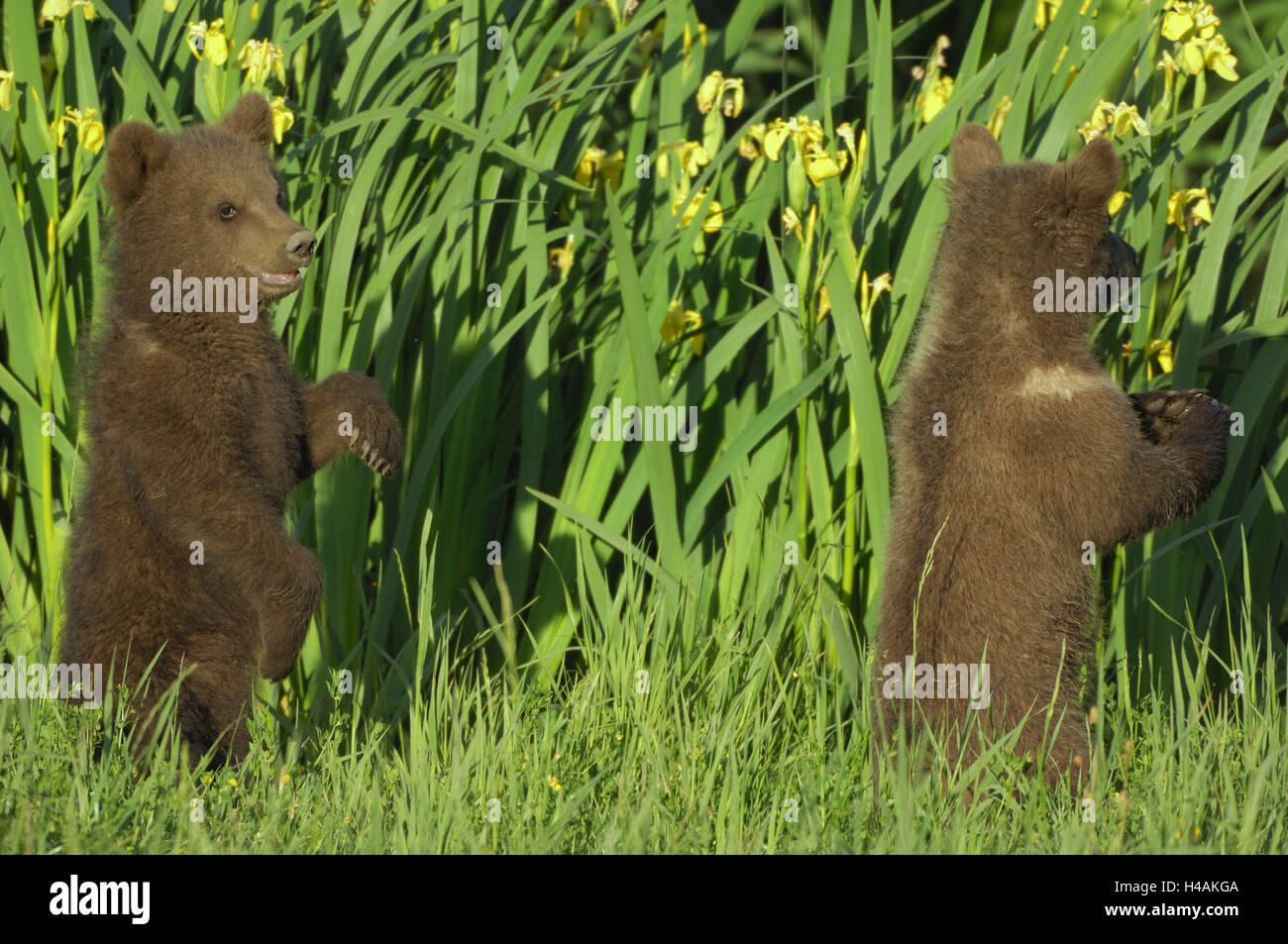 Brown bears, Ursus arctos, young animals, raise, meadow, lilies, Stock Photo