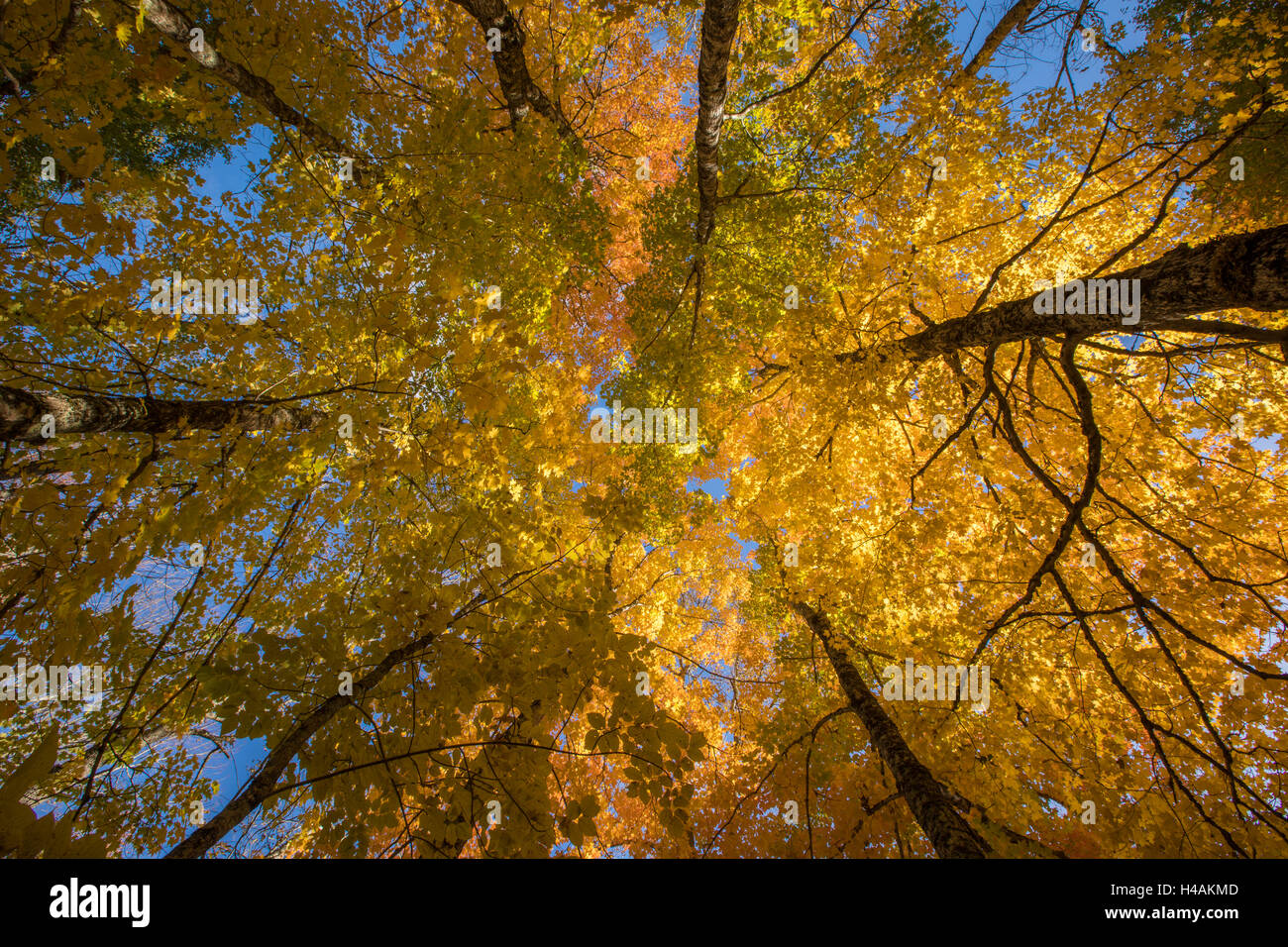 Fall colors near Newport, Nova Scotia, Canada. Stock Photo