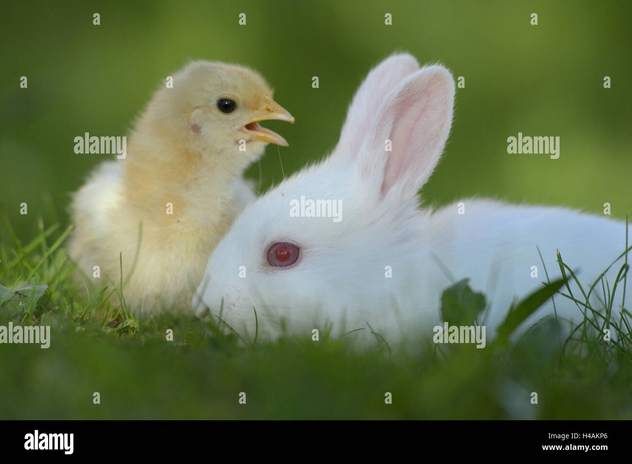 Female Rabbit Chicken Little Domestic rabbit, young animal, domestic chicken, chick, meadow, side ...