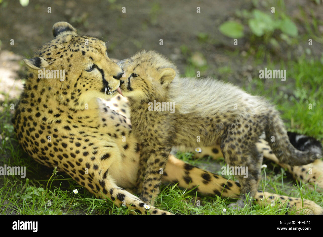South African cheetahs, Acinonyx jubatus jubatus, young animal, Stock Photo