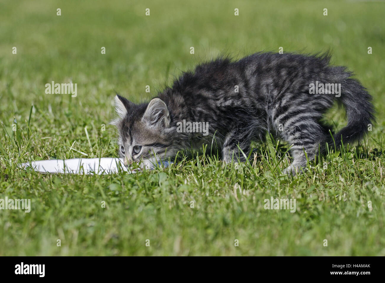 Meadow, house cat, young animal, peel, drink, side view, animal, mammal, cat, pet, outside, animal child, thirsty, carefully, kittens, striped, whole body, fur, softy, Stock Photo