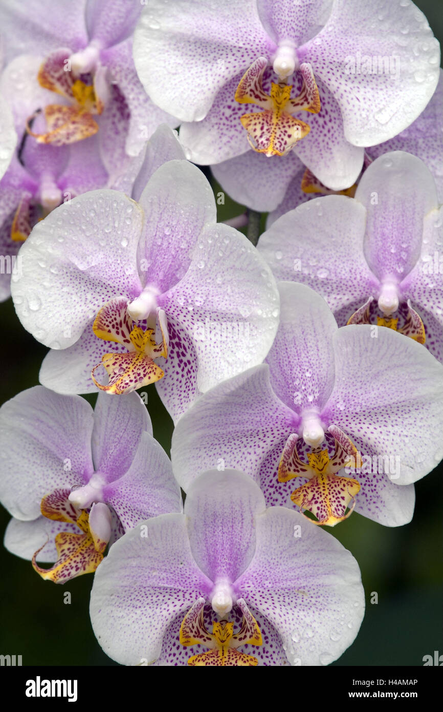 Orchid, Phalaenopsis spec., detail, blossoms, hybrid, orchis plant, plant, ornamental plant, flower, ornamental flower, blossom, white exotic, tropical, patterned, pink, speckled, orchid genus, many, flowerage, tropics, dewdrops, drops water, humidity, Stock Photo