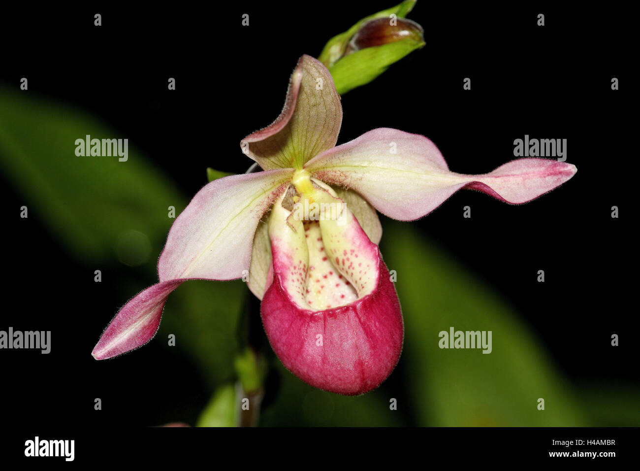 Orchid blossom, Paphiopedilum Hybrid, Stock Photo