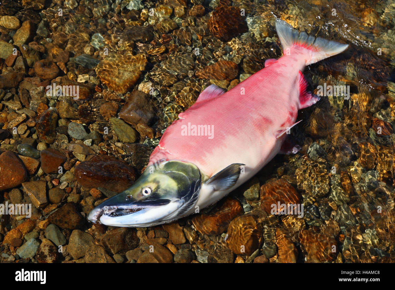 Salmon, shallows, Stock Photo
