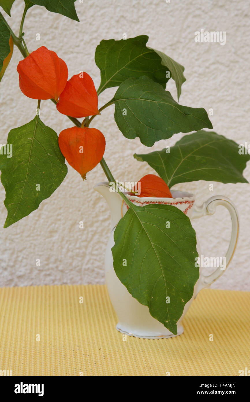 Vase, lampion flower, Stock Photo