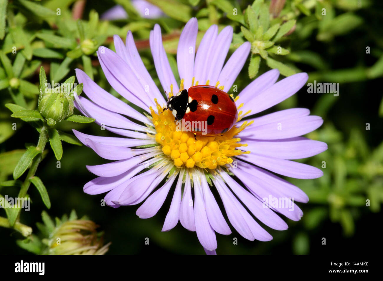 7 dot ladybird, autumn aster, Stock Photo