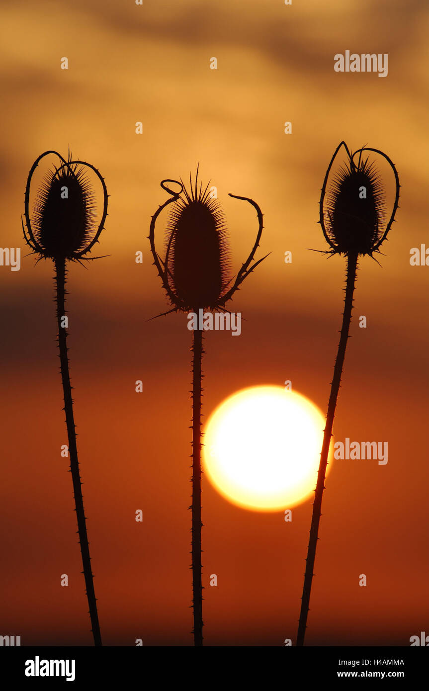 Wild teasel, Dipsacus fullonum, sundown, Stock Photo