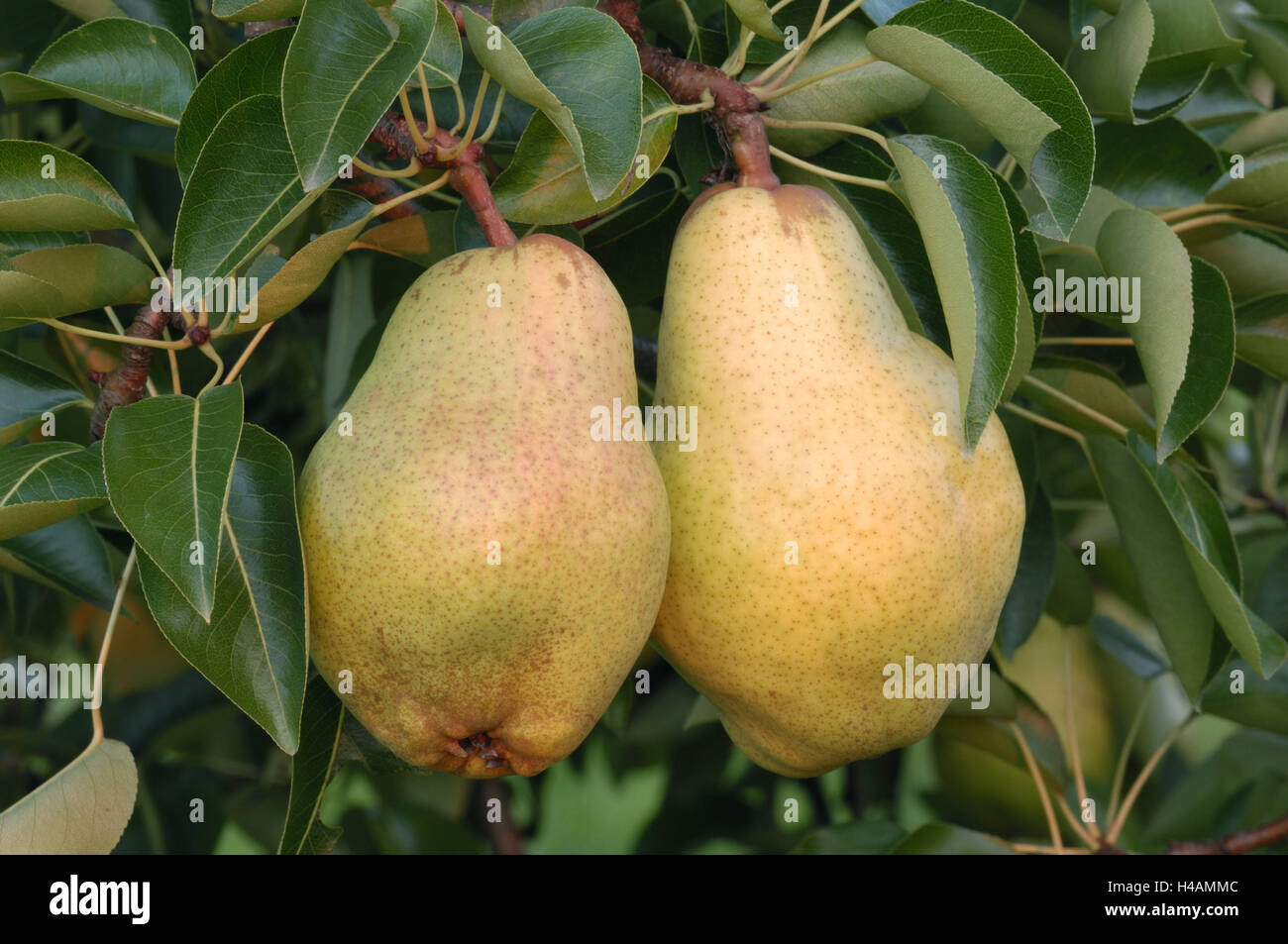 Premium Photo  Pears fresh sweet organic pears with leaves on