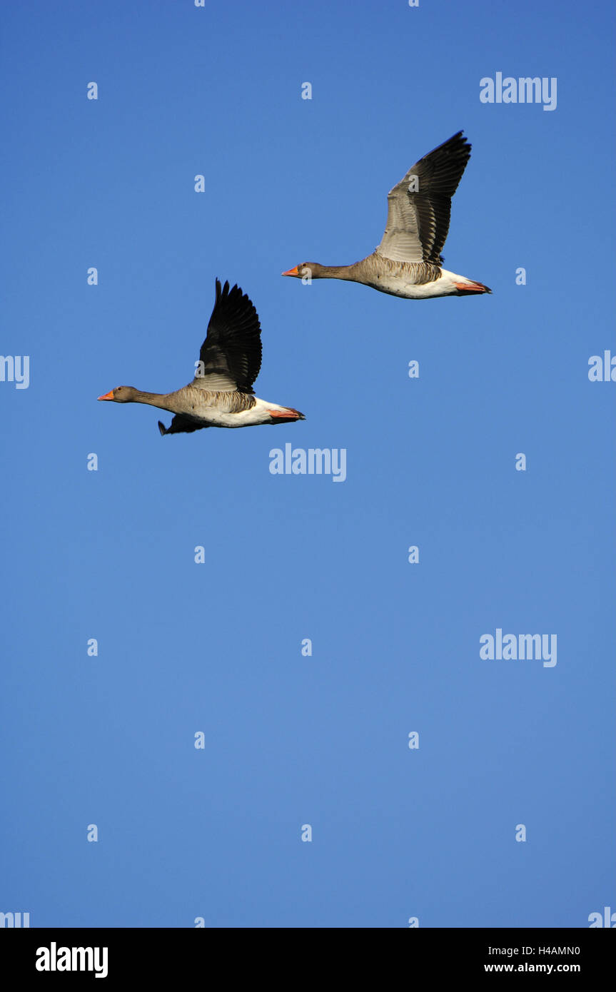 Greylag geese, flight, Stock Photo