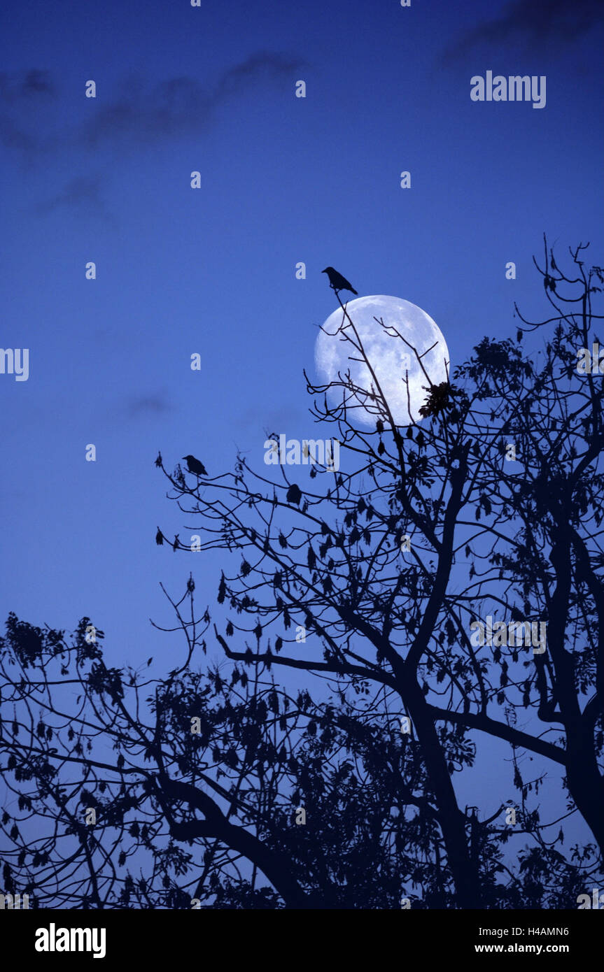 Birds, crows, silhouette, at night, moon, (M), Stock Photo