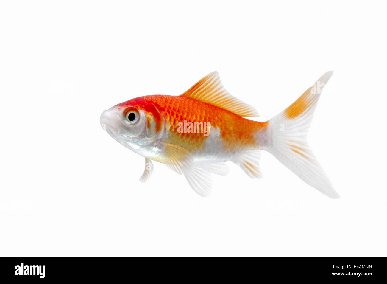 Goldfish, Stock Photo