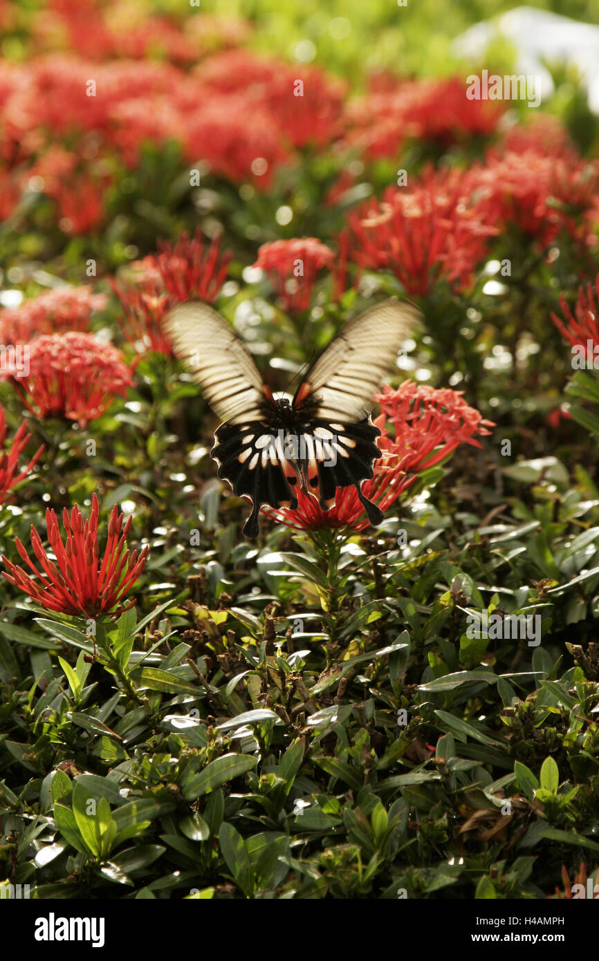 Butterfly, blossoms, Stock Photo