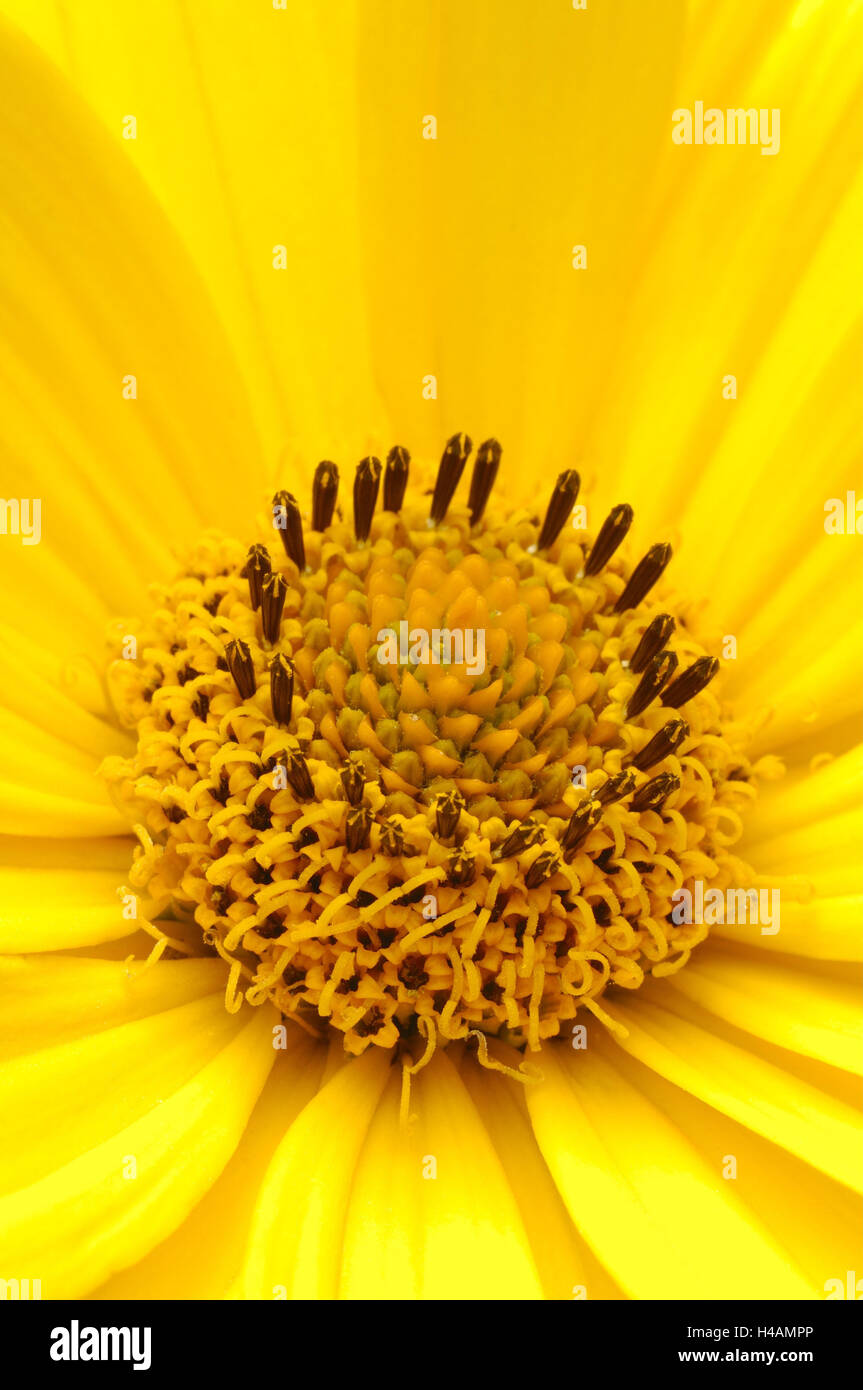 Heliopsis, Heliopsis helianthoides var.scabra, blossom, close up, Stock Photo