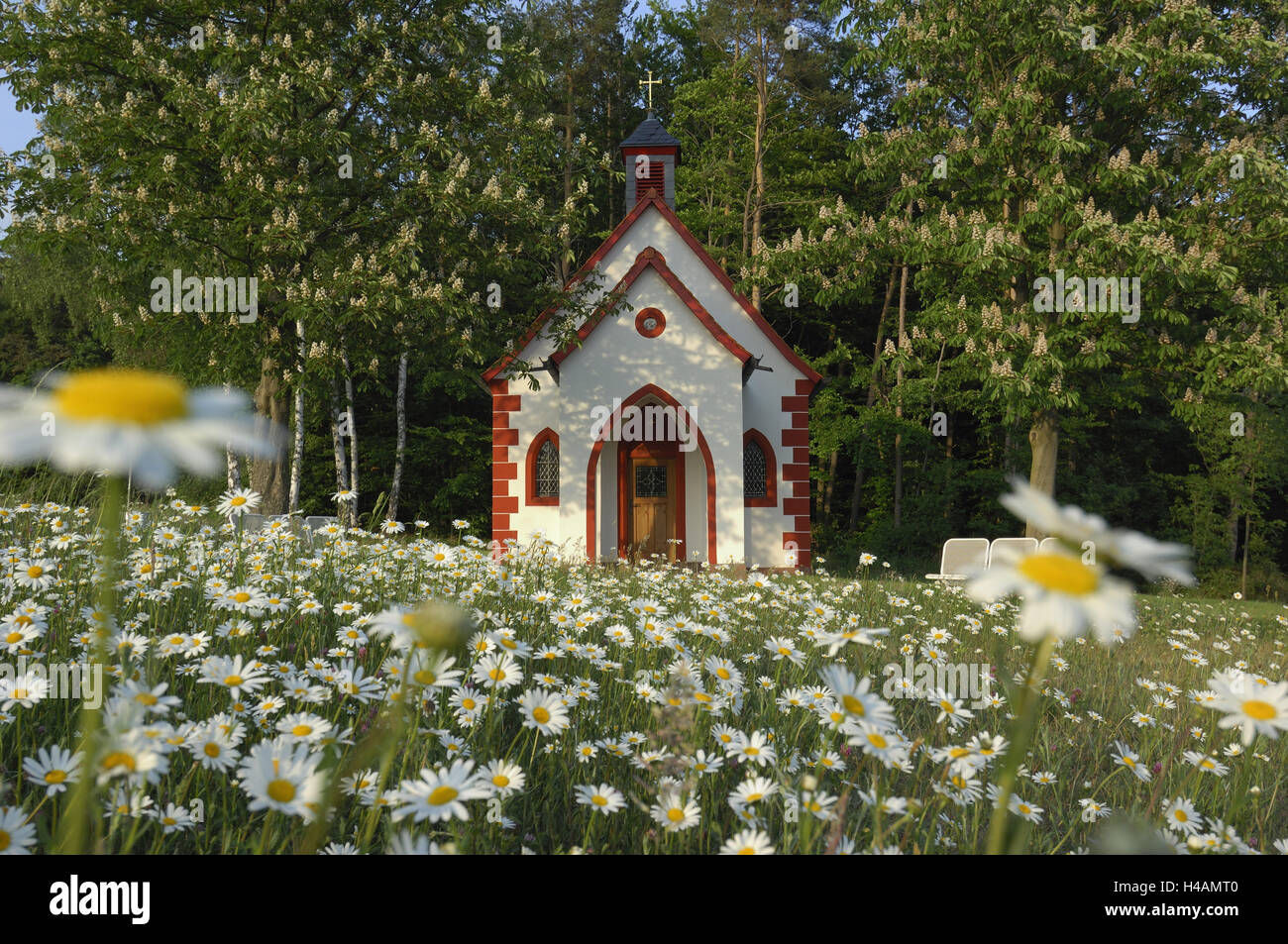 Band, flower meadow, margin rites, spring, Germany, Bavaria, Spessart, Mechenhard, Stock Photo