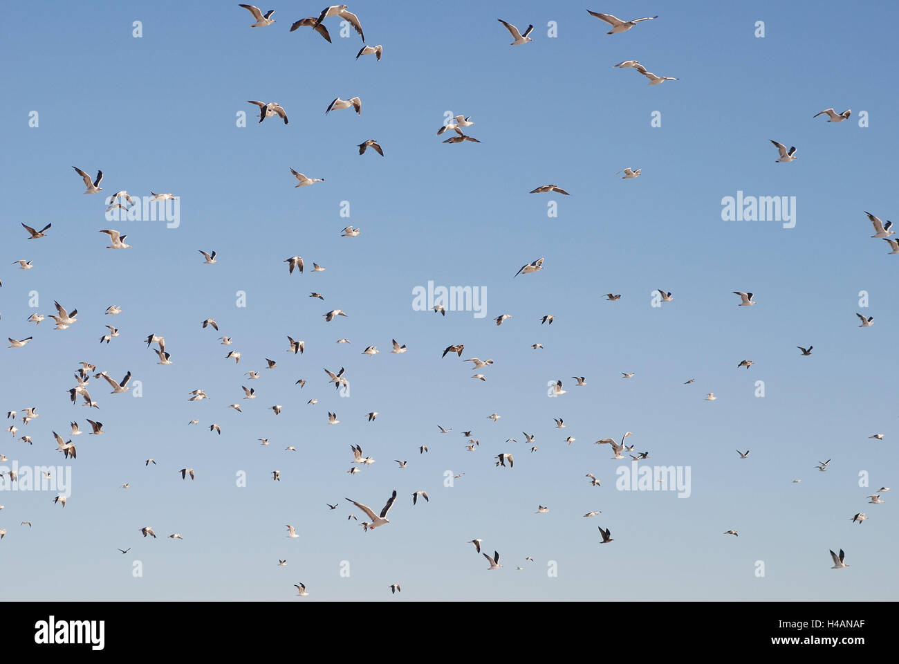 Flock of birds, gulls, sky, animals, birds, flock, many, flying, flight, freedom, free, air, together, wings, flapping of wings, motion, starting, Laridae, flock of gulls, Stock Photo